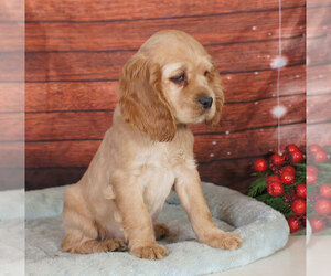 Cocker Spaniel Puppy for sale in PENNS CREEK, PA, USA