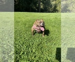 Small Photo #1 American Bully Puppy For Sale in OAKLAND, CA, USA