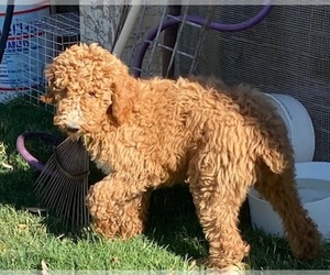 Poodle (Standard) Puppy for sale in SCOTTSDALE, AZ, USA