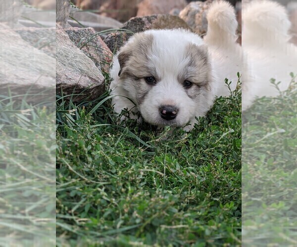 Medium Photo #11 Great Pyrenees Puppy For Sale in FALCON, CO, USA