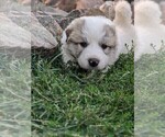 Small Photo #11 Great Pyrenees Puppy For Sale in FALCON, CO, USA