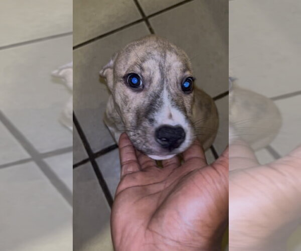 Medium Photo #4 Mutt Puppy For Sale in Rockaway, NJ, USA
