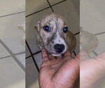 Small #3 Mutt