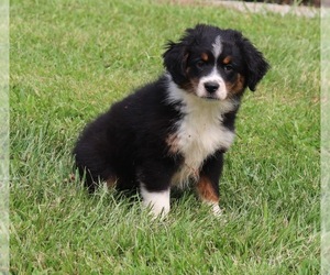 Miniature Australian Shepherd Puppy for sale in MARION CENTER, PA, USA