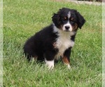 Image preview for Ad Listing. Nickname: Litter of 2