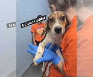 Beagle-German Shepherd Dog Mix Dogs for adoption in Evansville, IN, USA