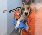 Small Beagle-German Shepherd Dog Mix