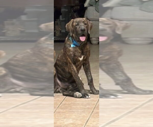 Medium Photo #1 Boxer-Mastiff Mix Puppy For Sale in Phoenix, AZ, USA