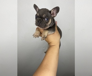 French Bulldog Puppy for sale in SAN BERNARDINO, CA, USA