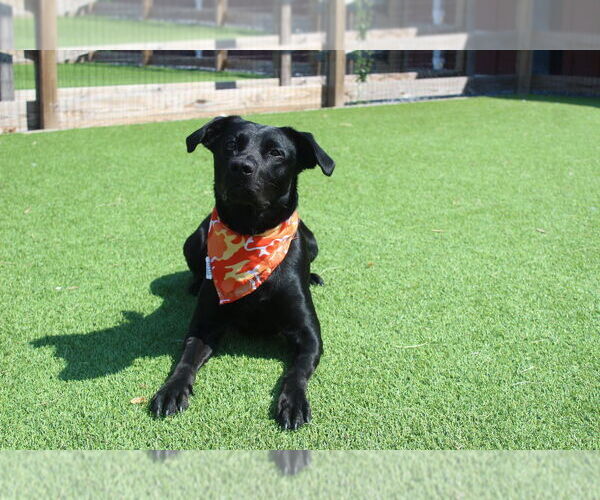 Medium Photo #1 Labrador Retriever-Unknown Mix Puppy For Sale in Chestertown, MD, USA