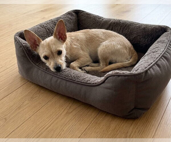 Medium Photo #2 Chihuahua-Unknown Mix Puppy For Sale in Genesee, WI, USA