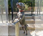Small #4 American Pit Bull Terrier-American Staffordshire Terrier Mix
