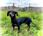 Small Photo #3 Basschshund Puppy For Sale in Pleasanton, TX, USA