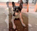 Small #20 Chihuahua Mix