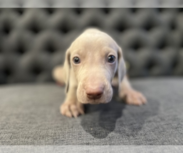Medium Photo #4 Weimaraner Puppy For Sale in MIDDLETOWN, OH, USA