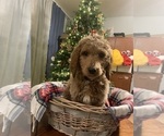 Puppy 1 Irish Doodle-Poodle (Standard) Mix