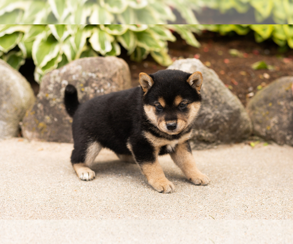 Medium Photo #3 Shiba Inu Puppy For Sale in MILLERSBURG, IN, USA