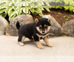 Small #2 Shiba Inu