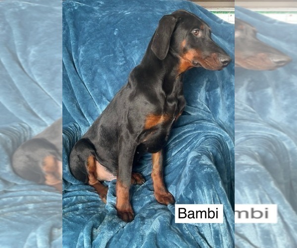 Medium Photo #7 Doberman Pinscher Puppy For Sale in POMEROY, OH, USA