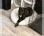 Small #23 American Pit Bull Terrier-Labrador Retriever Mix
