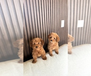 Poodle (Toy) Puppy for Sale in PORTLAND, Oregon USA