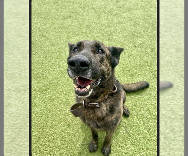 Medium Photo #1 German Shepherd Dog-Holland Shepherd Mix Puppy For Sale in Imlay City, MI, USA