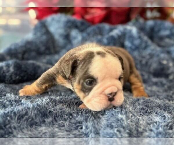 Medium Photo #8 English Bulldog Puppy For Sale in OOLOGAH, OK, USA