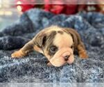 Small #7 English Bulldog