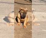 Small #5 Cane Corso