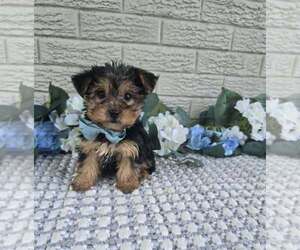 Yorkshire Terrier Puppy for sale in INDIANAPOLIS, IN, USA