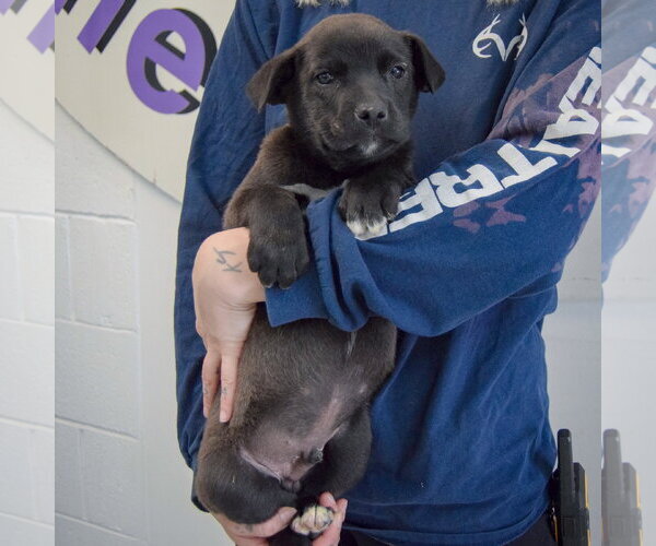 Medium Photo #4 Golden Retriever-Unknown Mix Puppy For Sale in Huntley, IL, USA