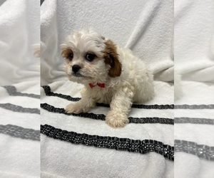 Cavapoo Puppy for sale in RANDOLPH, MA, USA