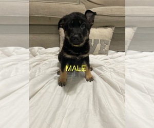 German Shepherd Dog Puppy for sale in ALACHUA, FL, USA