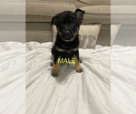 Image preview for Ad Listing. Nickname: Litter of 6