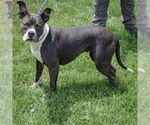 Small #1 American Staffordshire Terrier-Boxer Mix