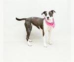 Small American Pit Bull Terrier