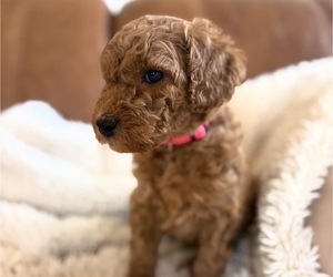 Medium Goldendoodle