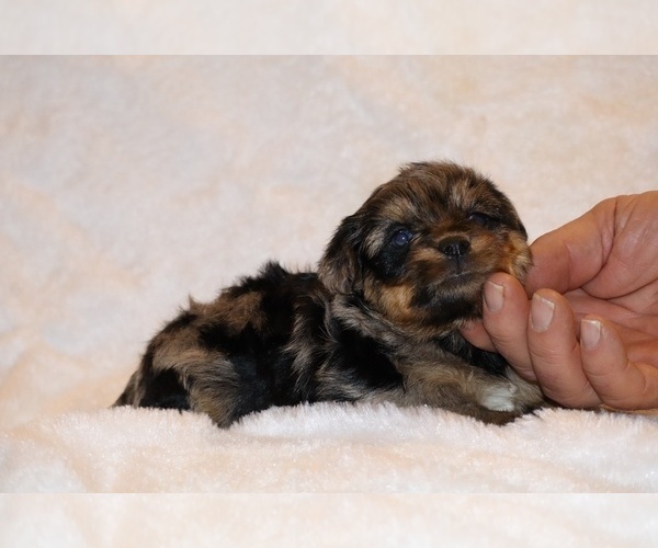 Medium Photo #13 Poodle (Toy)-YorkiePoo Mix Puppy For Sale in DYERSBURG, TN, USA