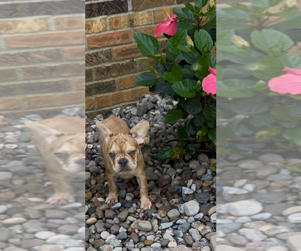 Medium Photo #6 French Bulldog Puppy For Sale in RADCLIFF, KY, USA