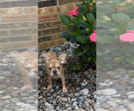 Small #5 French Bulldog