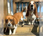 Small #1 Basset Hound