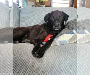 Tzatziki - Male Labrador Retriever-Unknown Mix Dog for Adoption - Photo #19