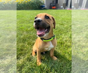 Mutt Dogs for adoption in New London, WI, USA