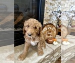 Small Photo #15 Goldendoodle Puppy For Sale in MONTROSE, CO, USA