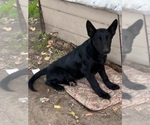 Small Photo #3 German Shepherd Dog-Malinois Mix Puppy For Sale in HERMISTON, OR, USA