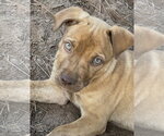 Small #2 Labrador Retriever Mix