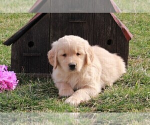 Golden Retriever Puppy for sale in FREDERICKSBURG, OH, USA