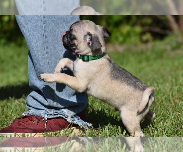 Medium Photo #4 Pug Puppy For Sale in PALM COAST, FL, USA