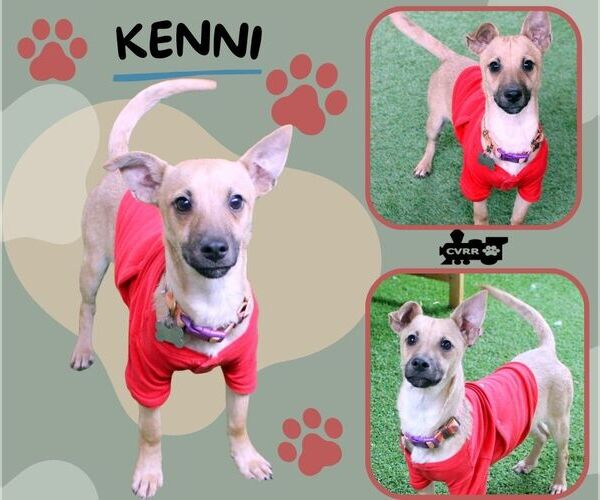 Medium Photo #1 Mutt Puppy For Sale in Lindsay, CA, USA