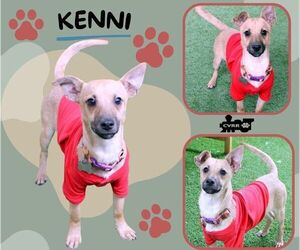 Mutt Dogs for adoption in Lindsay, CA, USA